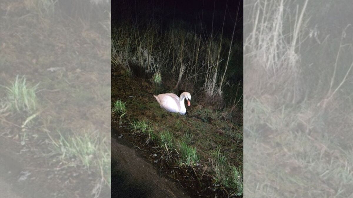 Ein verletzter Schwan drohte am Sonnabend in den Verkehr der B73 im Kreis Cuxhaven zu geraten. Foto: Polizei Cuxhaven