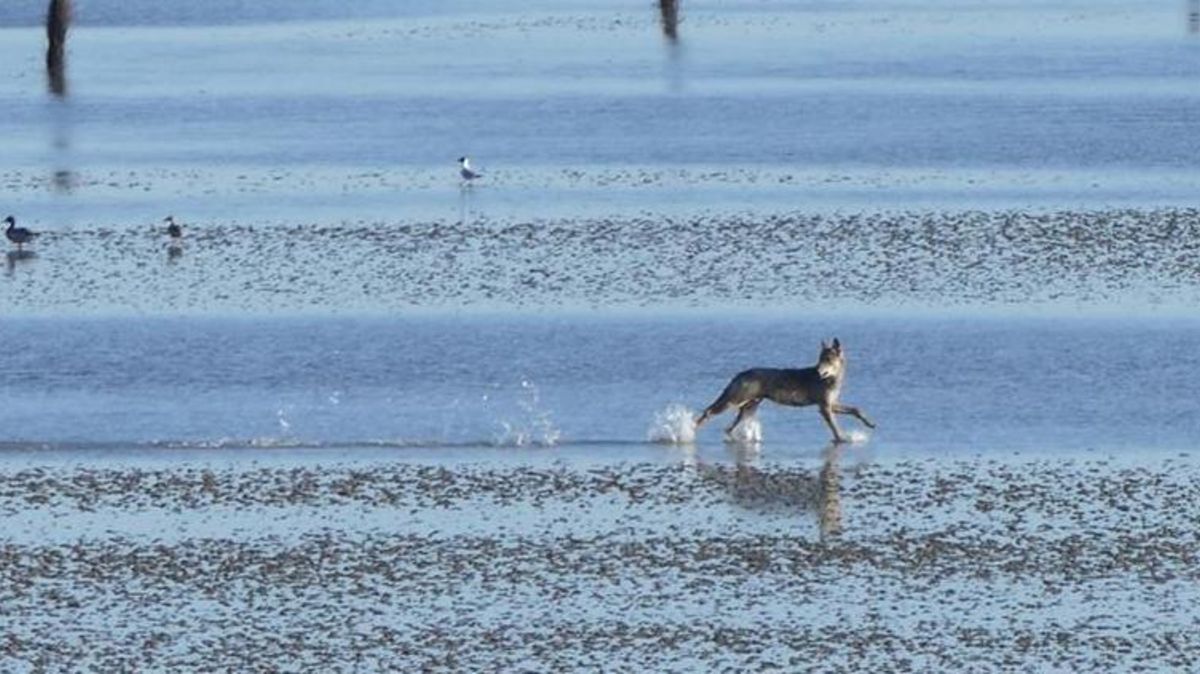 Eine Urlauberin hat am Sahlenburger Strand in Cuxhaven einen ausgewachsenen Wolf fotografiert. Foto: Privat