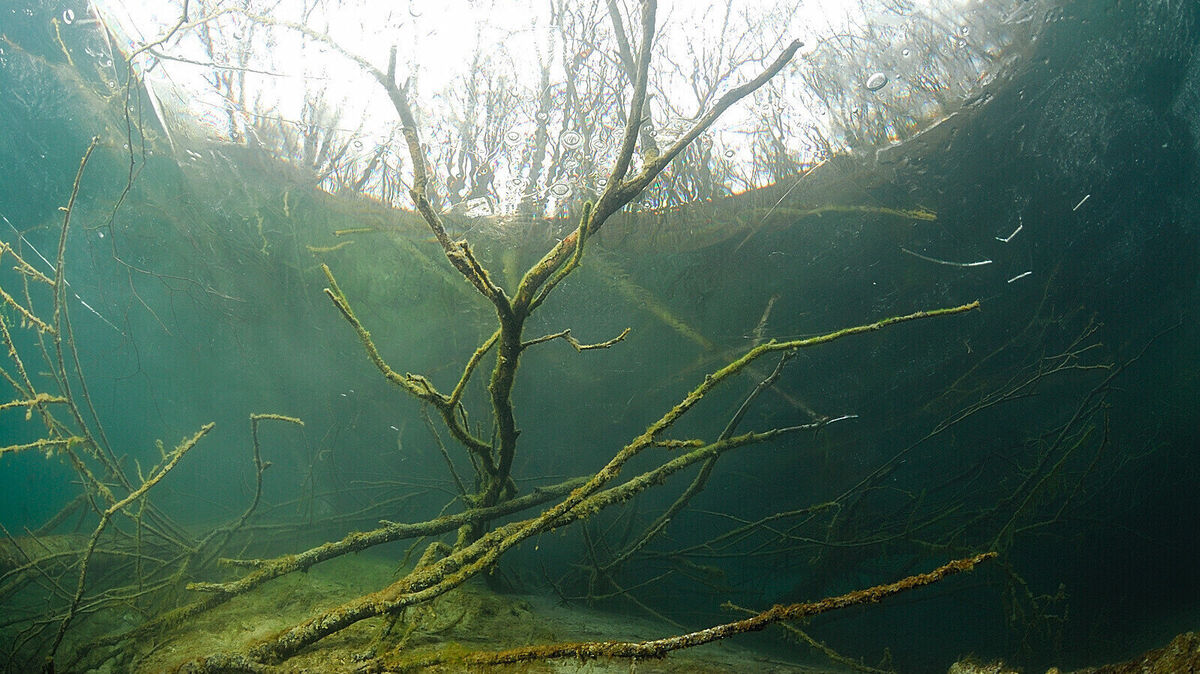 Der ehemalige Tagebau hat sich über Jahrzehnte in ein artenreiches Süßwasserbiotop verwandelt. Foto: Thomas Heckmann