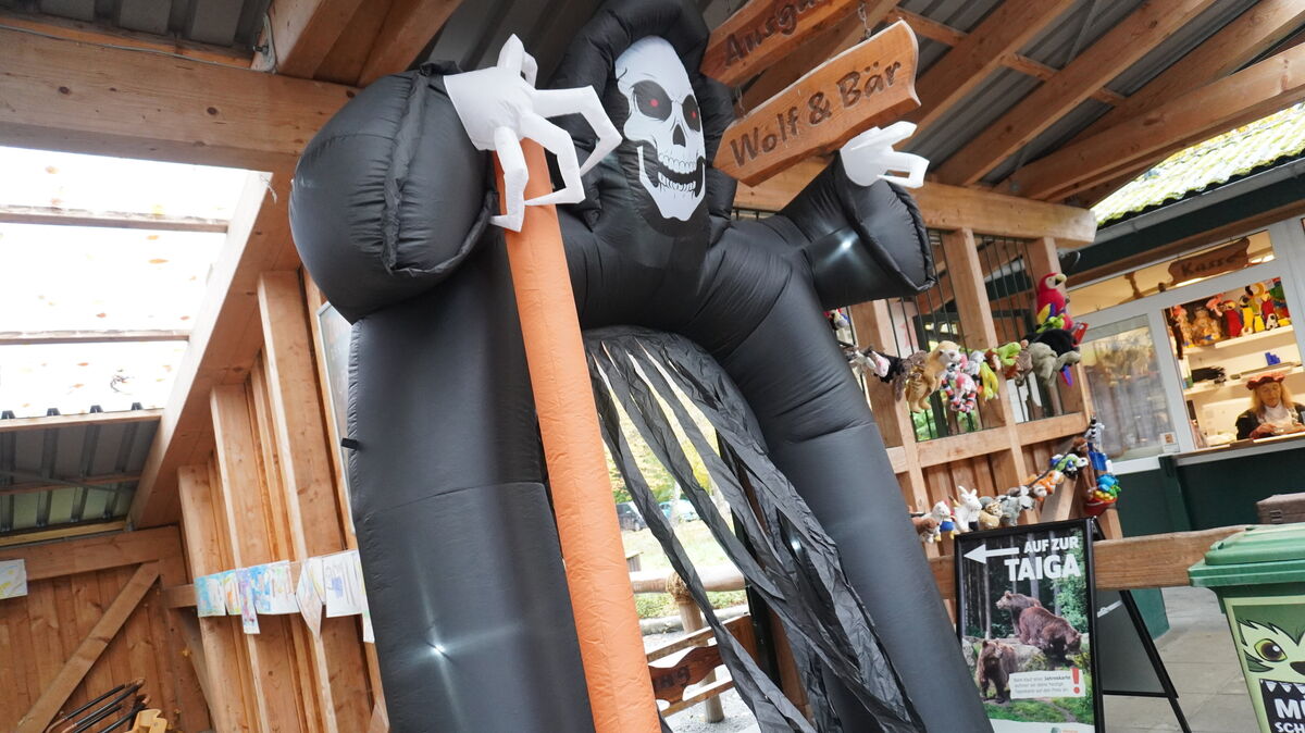 Eine aufblasbare Skelettfigur begrüßt die Besucher im Wingster Waldzoo zu einem gruseligen Halloween-Erlebnis. Foto: Brettschneider