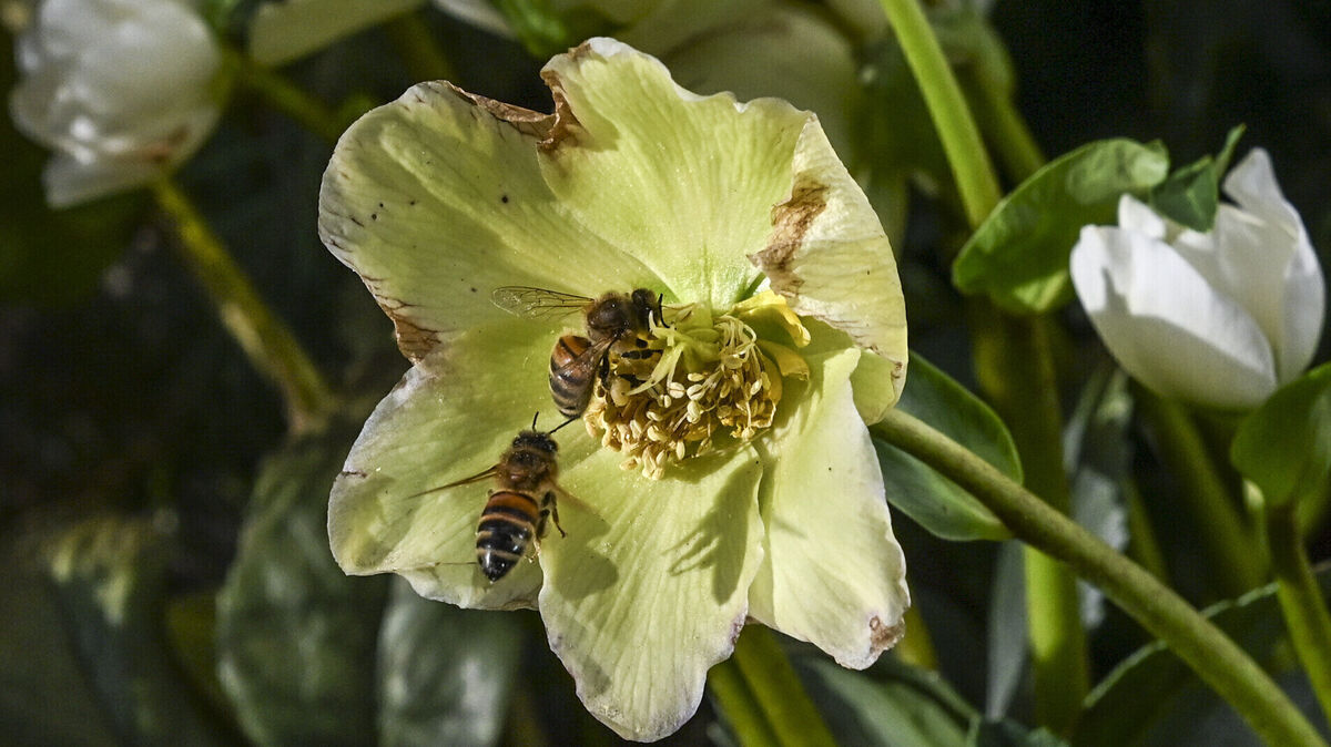 Der Imkerverein Cuxhaven und der Imkerverein Land Hadeln haben gemeinsam mit Dr. Sabine Schröder-Gravendyck einen „Naturkoffer“ entwickelt, der ab sofort Kindertageseinrichtungen und Grundschulen in der Region Cuxhaven zur Verfügung steht. Foto: Jens Kalaene