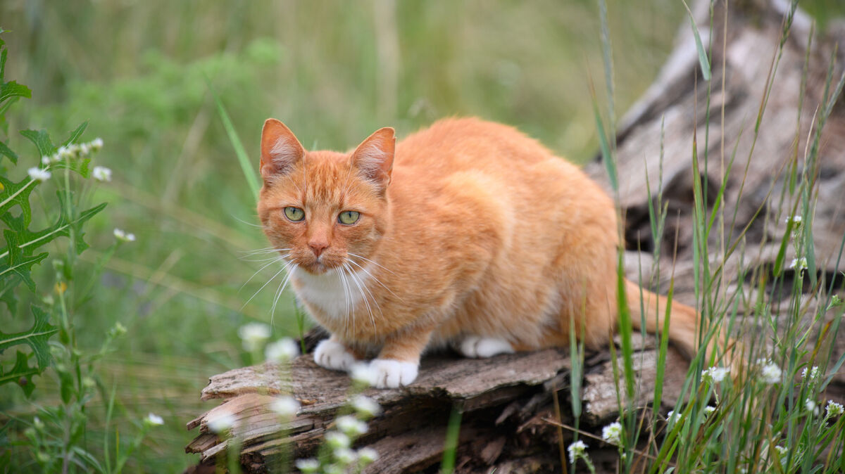 Eine Katze kehrte verletzt von ihrem Freigang zurück. Laut Polizei Cuxhaven könnte mit einem Luftgewehr auf das Tier geschossen worden sein. Foto: Stache/dpa