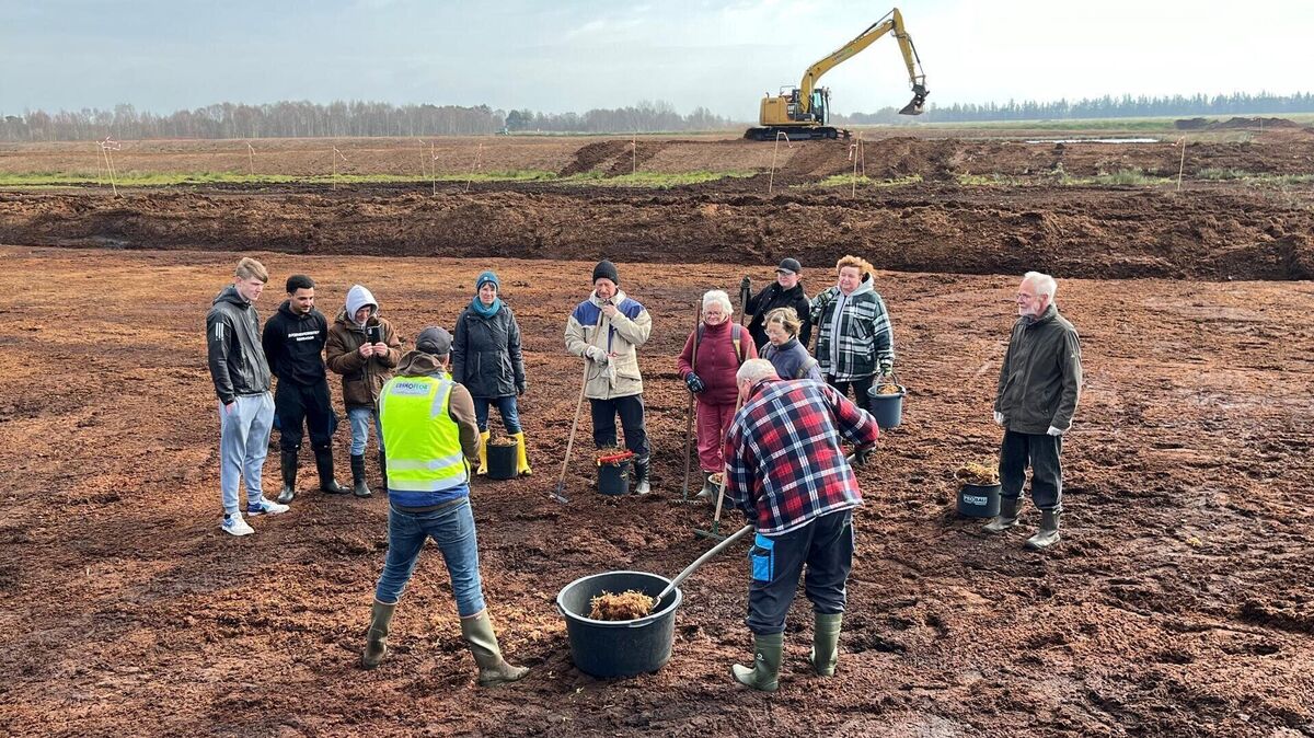Handarbeit beim größten Moorvernässungsprojekt Europas: Freiwillige Helfer verteilen im Ahlenmoor Torfmoose, die hier jetzt gezüchtet werden. Foto: Hansen