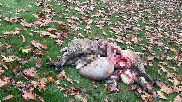 Wolf reißt Schafe in Wanna - nur fünf Kilometer vom möglichen Abschuss-Ort entfernt