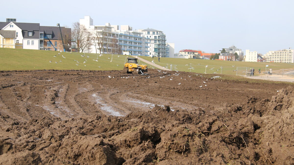 Die Silbermöwen beobachten aufmerksam die Arbeiten in der Grimmershörnbucht, während das Raupenfahrzeug das feuchte Erdreich bewegt. Foto: Potschka