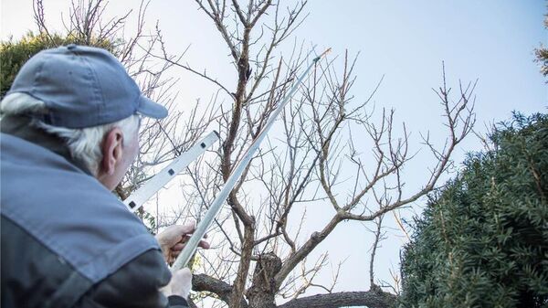 Was man beim Rückschnitt von Bäumen beachten muss