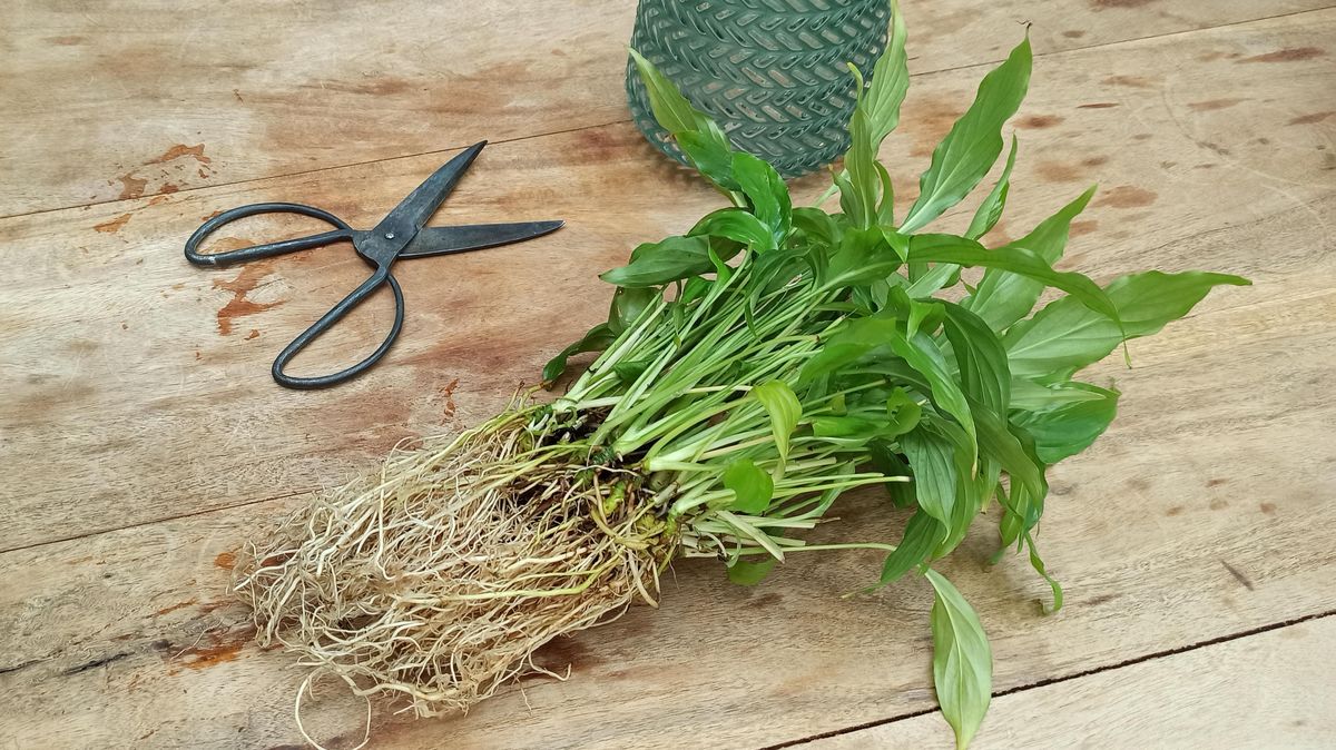 Dieses Pflänzchen kam in der Erde gar nicht mehr klar, trotz Umtopfen kränkelte sie nur vor sich hin. Der Versuch, sie in Wasser zu stellen, hat ihr das Leben gerettet. Foto: Lamge
