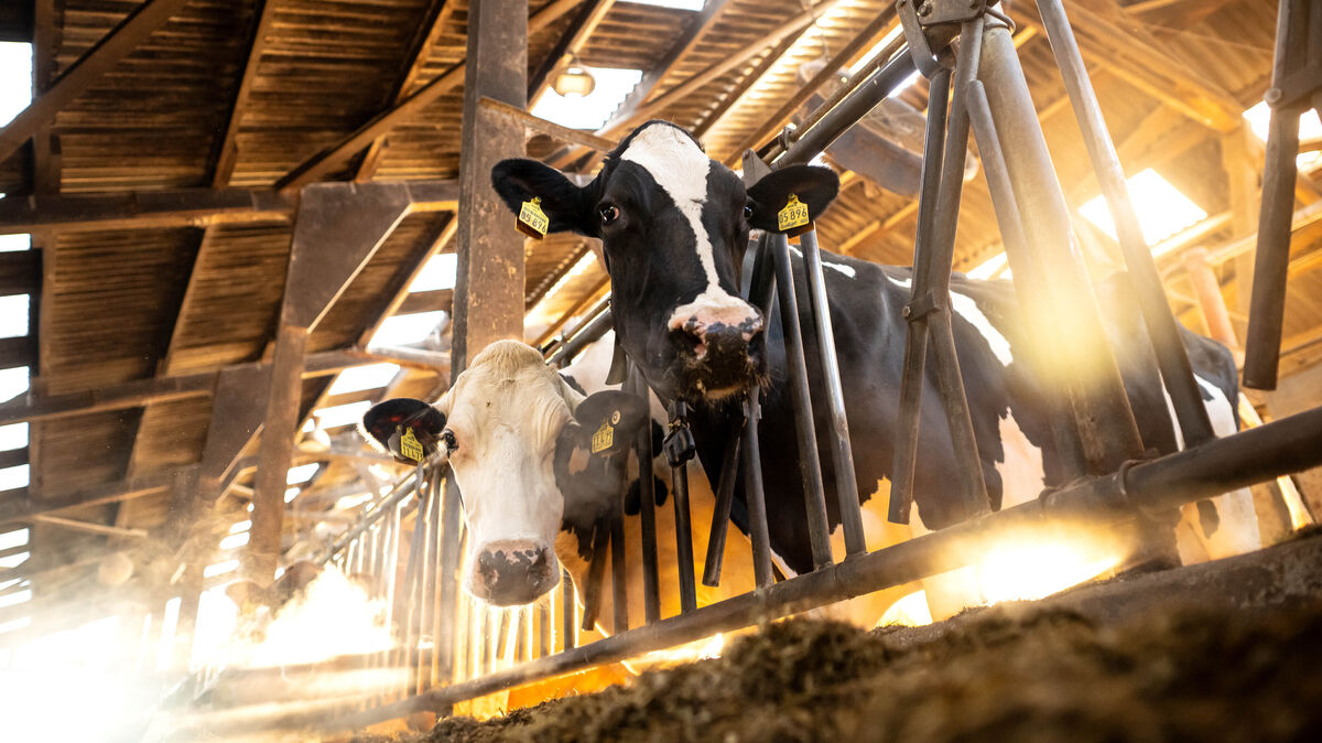 Mindestens einer Kuh soll der Landwirt länger anhaltende Schmerzen und Leiden zugefügt haben. Symbolfoto: Sina Schuldt/dpa