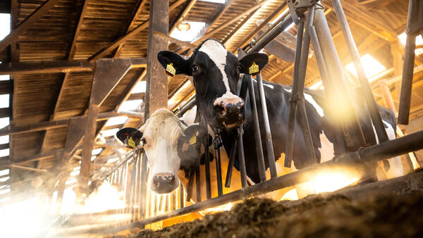 "Kühe leiden still": Landwirt aus dem Kreis Cuxhaven soll Tier gequält haben