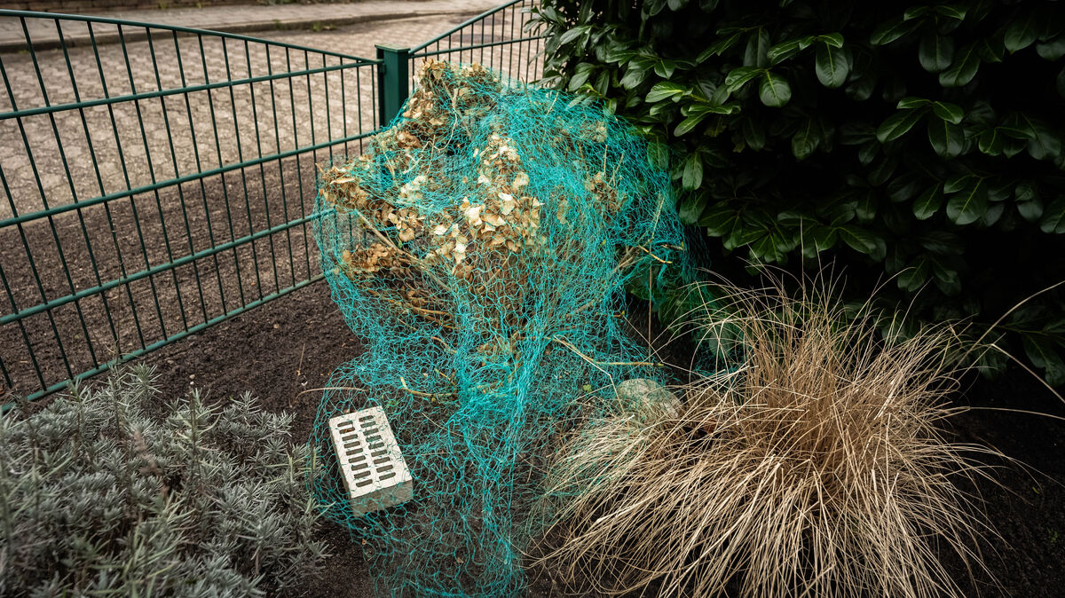 Auch das extra angeschaffte Netz hielt den Eindringling nicht davon ab, die Zweige der Hortensien aus dem Garten der Altenwalderin zu entfernen. Foto: Keck
