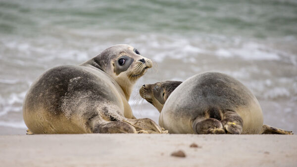 Seehundbestand im Wattenmeer stabil: Das lässt Rückschlüsse auf die Wasserqualität zu