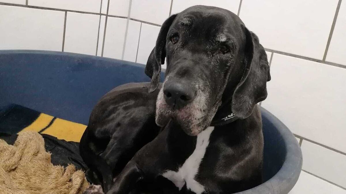 Sophie (4) ist mutiger geworden. Inzwischen geht sie gerne neugierig aus ihrem Zimmer in den angrenzenden Auslauf. Und sie kuschelt unheimlich gern. Foto: Tierheim Cuxhaven