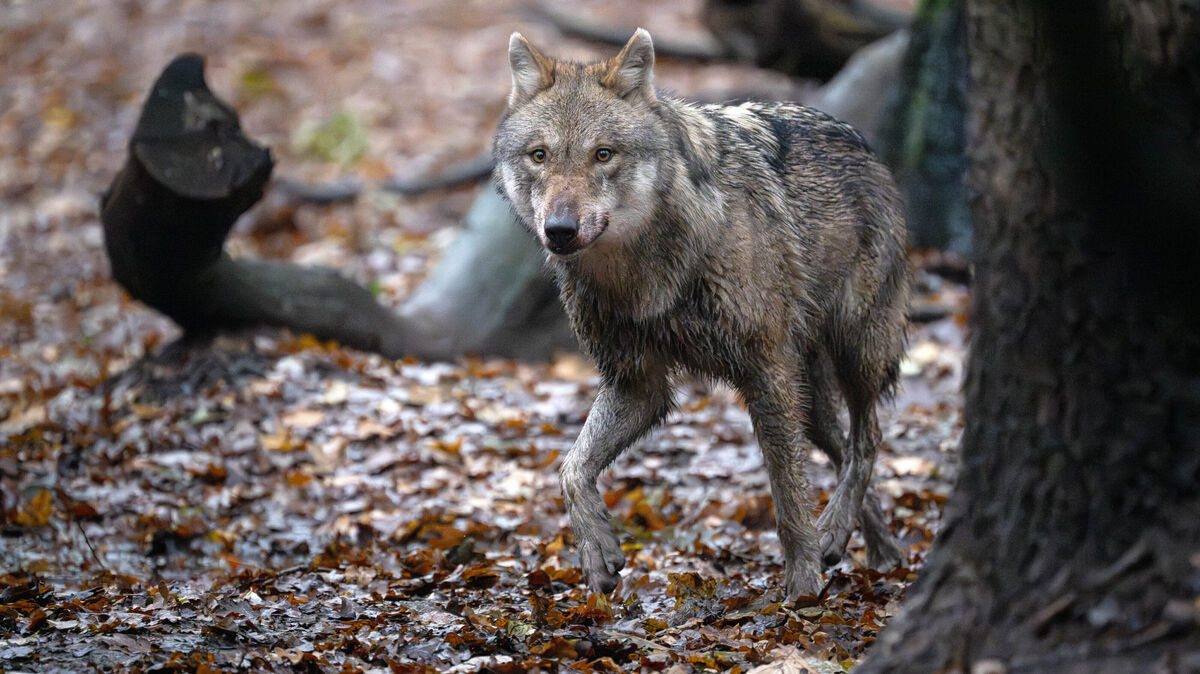 Ein Wolf überquerte die A27 und wurde von einem Auto erfasst. Symbolbild: Schuldt/dpa