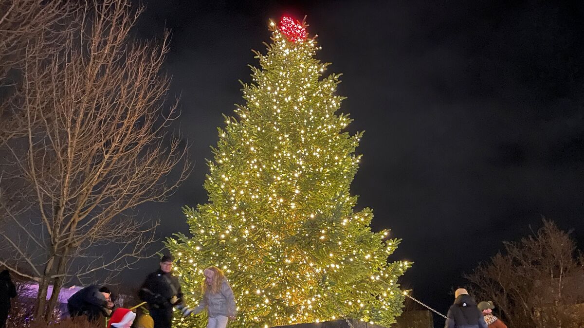 Ein wahrer Hingucker: Der Weihnachtsbaum von Hafnarfjördur ist ein Geschenk der Stadt Cuxhaven und thront nun über dem schönen Weihnachtsmarkt der isländischen Partnerstadt. Foto: Witthohn