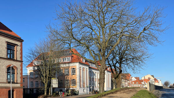 Kampf um Cuxhavener Rosskastanien: Initiative kritisiert Baumfällung fürs "Deichband"