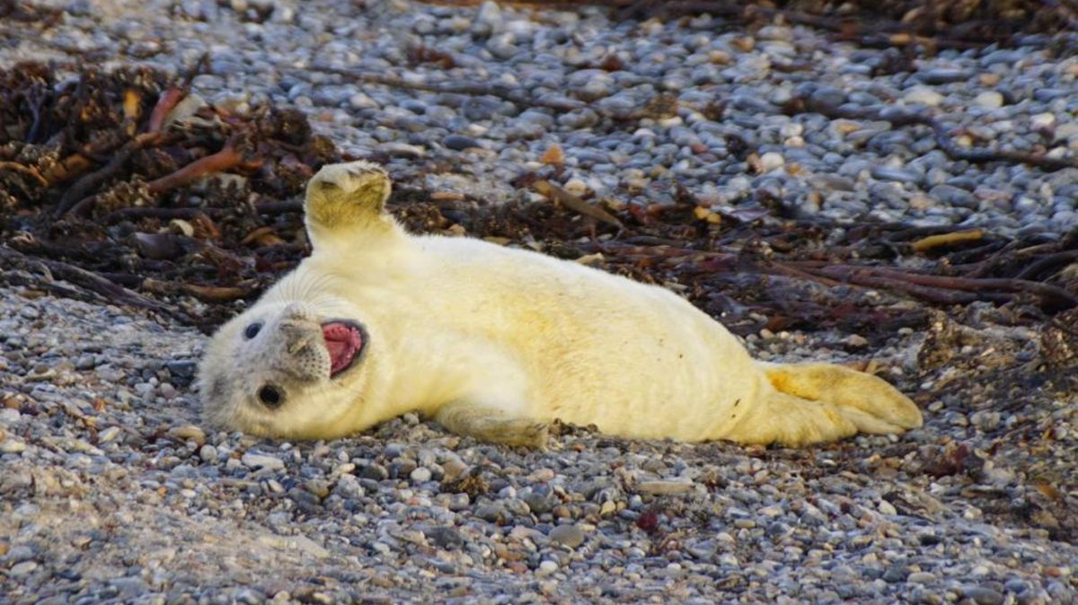 Die Robben scheinen sich nicht unwohl zu fühlen im Meer vor Cuxhaven. Zumindest ist ihre Population stark gewachsen. Foto: Archiv