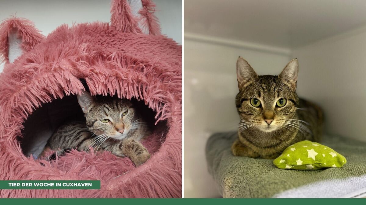 Katze Anneliese aus dem Tierheim Cuxhaven sucht ein neues Zuhause. Foto: Tierheim