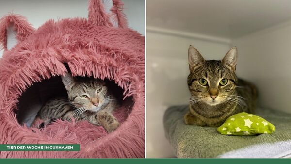 Tier der Woche in Cuxhaven: Verschmuste Katze Anneliese möchte nur eine Chance
