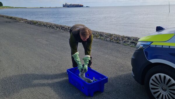 Seehund-Rettung in Cuxhaven: Wie Heulern geholfen wird - und was Passanten tun müssen