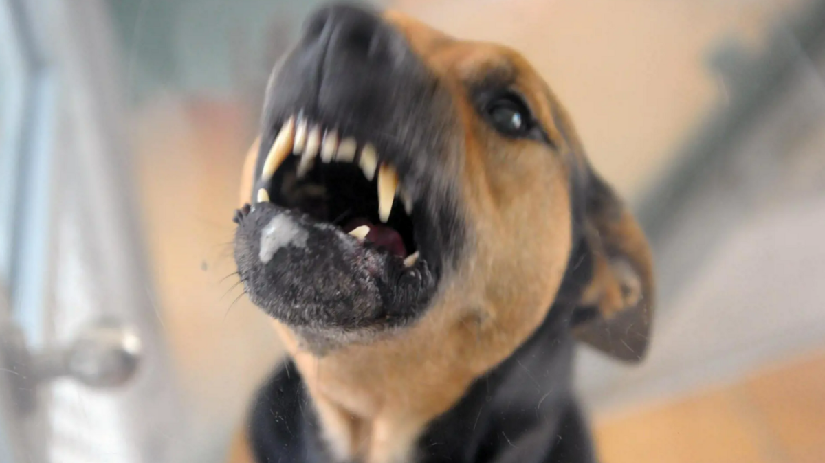 Die Hunde, die kürzlich in Loxstedt-Nesse Kinder angriffen, waren offenbar schon früher auffällig. Foto: Soeren Stache