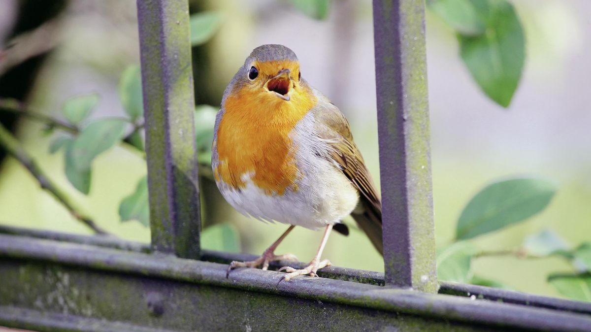 Alle Vögel sind schon da oder sind immer da, jetzt aber im Frühlingsmodus wie das Rotkehlchen. Hobby-Naturfilmer sind jetzt aufgerufen, sich der Vogelwelt mit ihren Kameras zu nähern, damit ein Naturfilm aus dem Cuxland ab Ostermontag für Freude sorgen kann. Foto: Lochmann / dpa