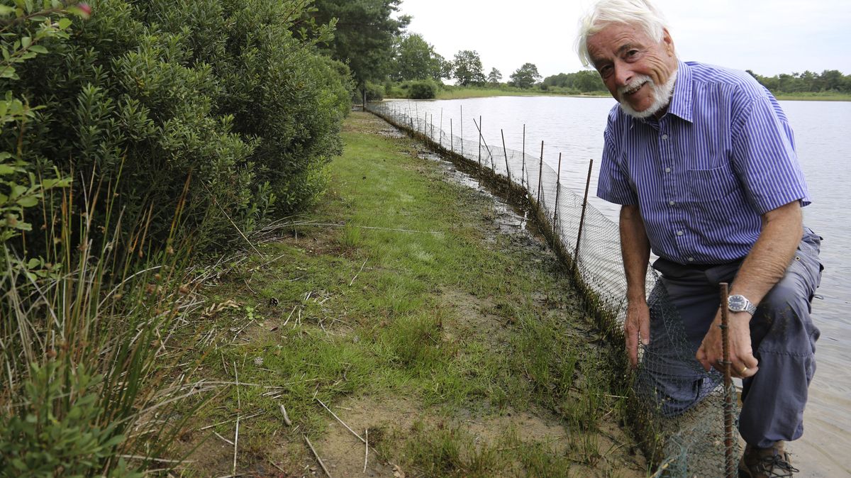 Der Strandling sieht fast wie Rasen aus: BUND-Experte Dr. Eike Rachor zeigt den Standort am See, der weiter aufgewertet werden soll. Foto: Gehrke
