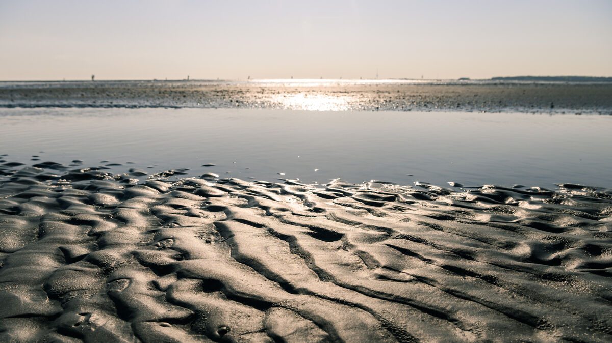 Das Wattenmeer zwischen Cuxhaven und Neuwerk lädt mit seinen Prielen insbesondere im Sommer zur Wattwanderung ein. Nach Forschungen des Alfred-Wegener-Instituts (AWI) sieht es ganz anders aus als noch vor 100 Jahren. Foto: Mohssen Assanimoghaddam