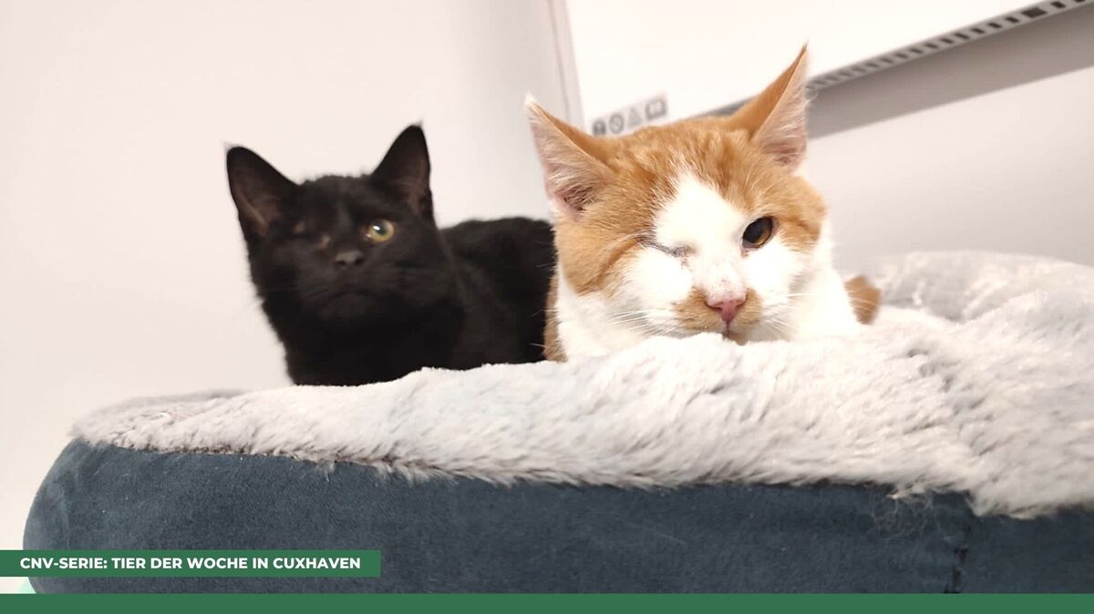 Calimero (l.) und Fiete können zwar nur noch auf einem Auge sehen, doch damit kommen sie sehr gut zurecht. Foto: Tierheim