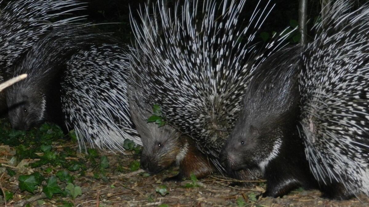 Im Tierpark Cux-Art in Beverstedt sind neun Stachelschweine ausgebüxt. Eins wurde mehrere Tage vermisst. Jetzt herrscht traurige Gewissheit. Foto: privat