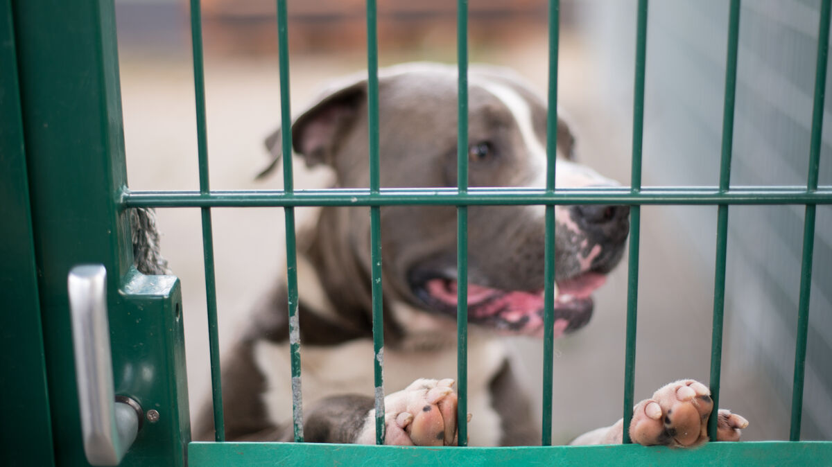 Um seinesgleichen zu halten müssen Cuxhavenerinnen und Cuxhavener ab sofort tiefer in die Tasche greifen: Kampfhund in einem Zwinger eines Tierheims. Foto: Andreas Arnold/dpa
