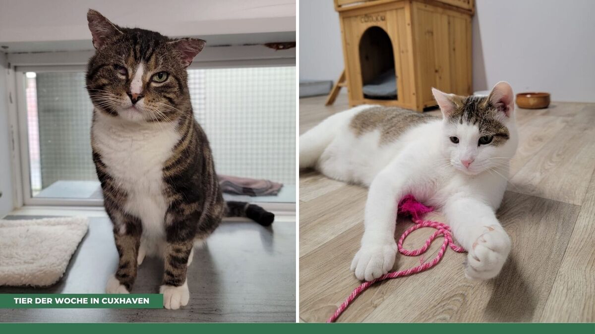 Kater Harald spielt für sein Leben gern, während Kater Jack lieber kuschelt. Foto: Tierheim