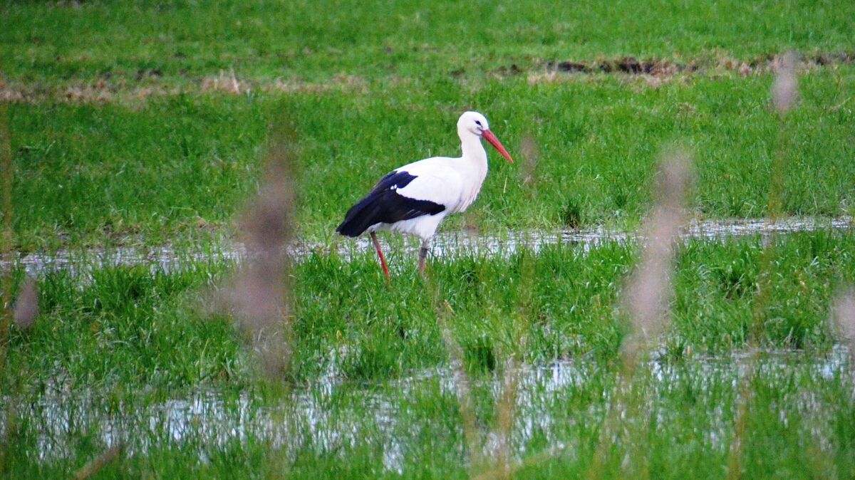 368 Weißstorch-Horste waren im Kreisgebiet mit einem Brutpaar besetzt. Archivfoto: Schröder