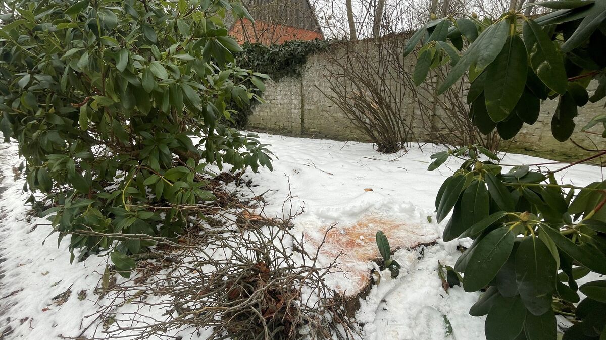 Schnee bedeckt den bisherigen Standort: Im Bildvordergrund ist die Schnittfläche eines Baumstumpfs zu erkennen, der zu einer der am Strichweg gefällten Linden gehörte. Foto: Koppe