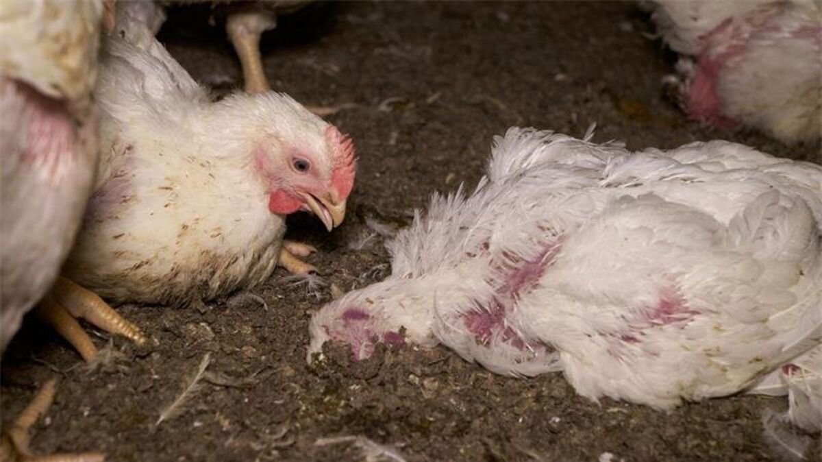 Einblick in einen Hähnchenmastbetrieb in Deinste: Neben einem lebenden Tier liegt ein totes Huhn im Stall. Die Tierrechtsorganisation Aninova hat wegen der Zustände Strafanzeige erstattet und die Aufnahme zur Verfügung gestellt. Foto: Aninova (nomo)
