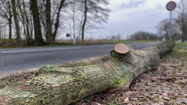 Cuxhaven-Altenbruch: Ärger über Baumfäll-Aktion an der Heerstraße