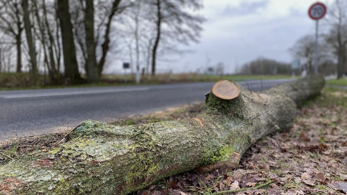 Baumstämme liegen am Rand der Heerstraße. Bis vor kurzem ragten die Bäume noch meterhoch in den Himmel. Anwohner sind über die Fäll-Aktion empört. Foto: Kramer
