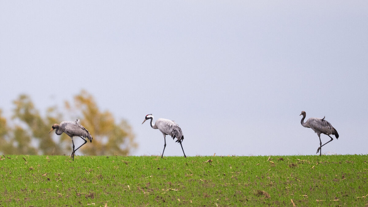 Auch bei einem Kranich, der in Nordholz verendete, wurde nach einem ersten Laborbefund der Vogelgrippe-Virus festgestellt. Foto: Christophe Gateau