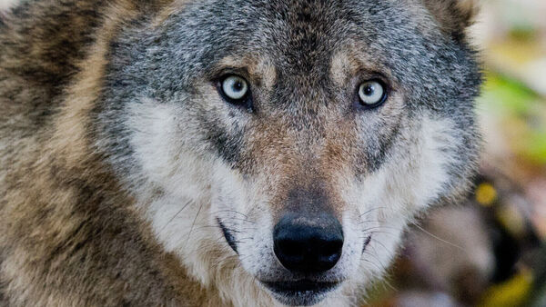 "Möchten informieren": Politik reagiert auf möglichen Wolfsriss mitten in Otterndorf