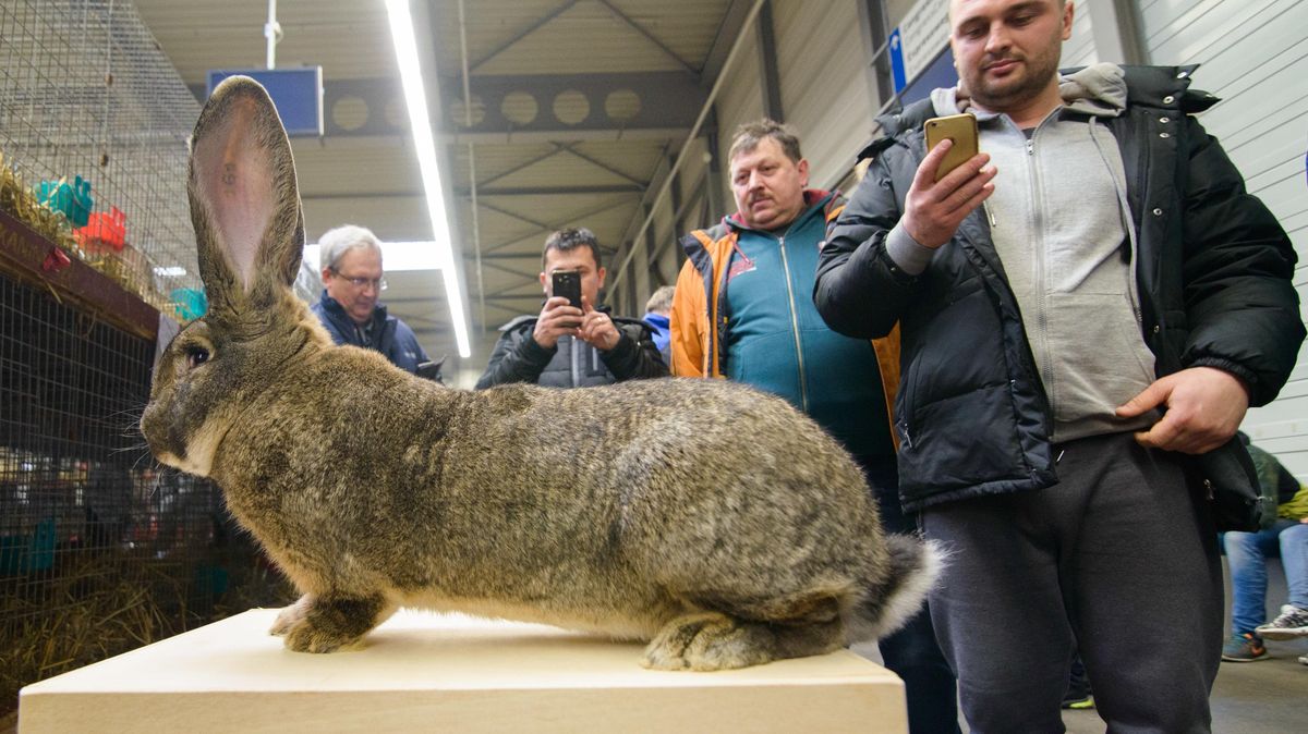 Ein Kaninchen der Rasse "Deutscher Riese". Symbolfoto: dpa