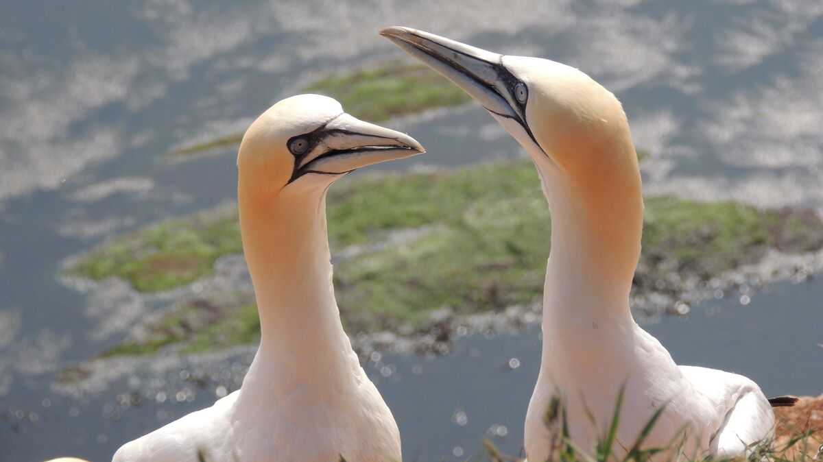 Zwei Basstölpel vergnügen sich auf Helgoland. Archivfoto: Kurt Eisermann