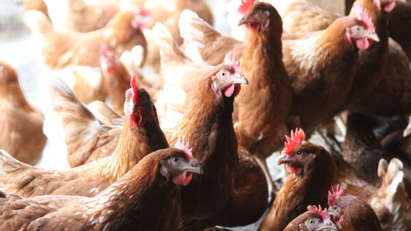 Eierknappheit und Qualität: Hühnerhof-Chefin aus Steinau gibt Einblick