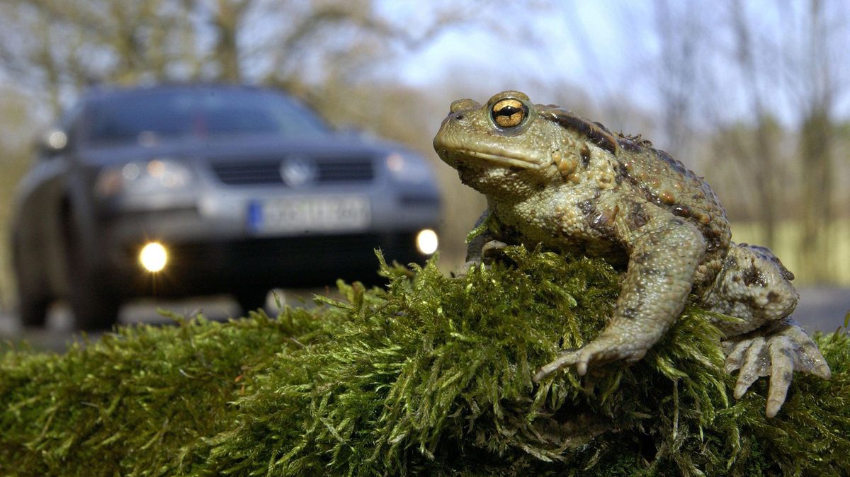 Das Überqueren der Straße kann für zahlreiche Kröten und andere Amphibien zur tödlichen Gefahr werden. Foto: Patrick Pleul/dpa