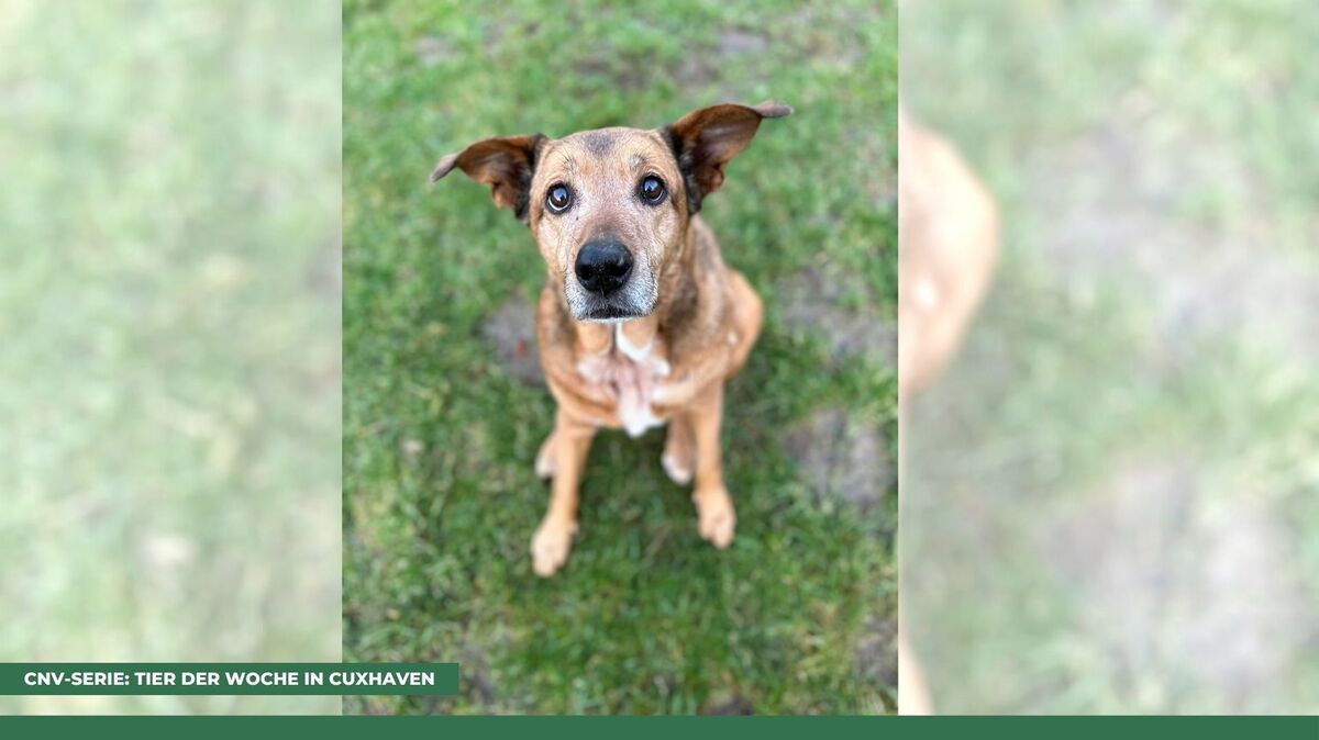 Hündin Joy aus dem Tierheim Cuxhaven möchte so akzeptiert werden, wie sie ist. Foto: Tierheim