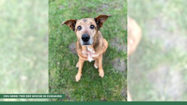 Tier der Woche in Cuxhaven: Zwei Dinge fallen Hündin Joy schwer