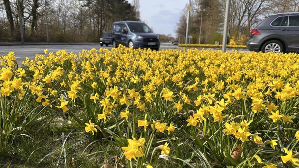 Frühlingsboten an allen Ecken und Enden: Warum Cuxhaven im Jahr 2026 besonders blüht