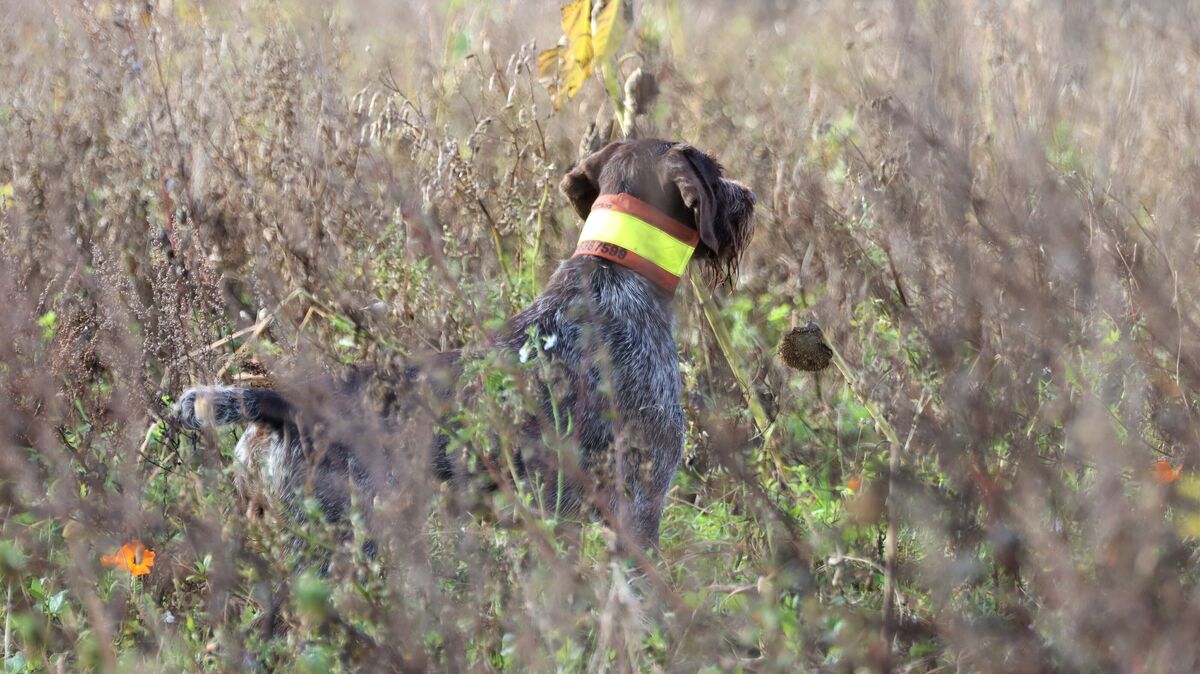 Mit der geplanten Novelle des niedersächsischen Jagdrechts drohen massive Einschränkungen für den Einsatz von Jagdgebrauchshunden. Foto: Stuhr
