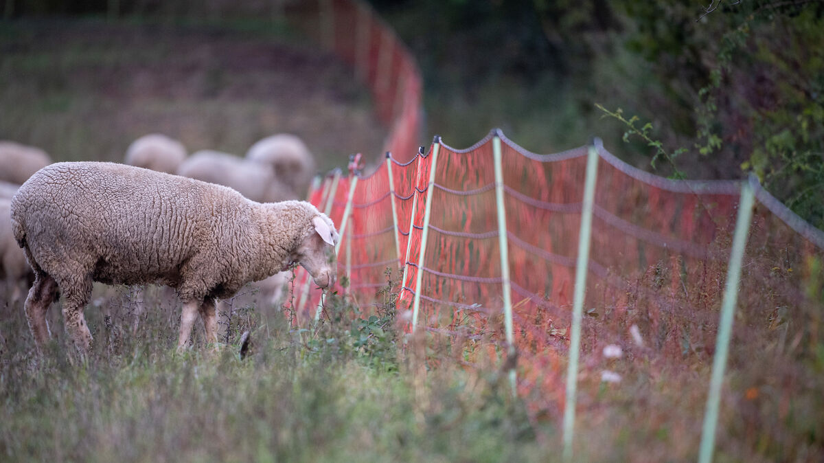 Ein Schaf grast auf einer Weide an einem Weideschutzzaun. Doch dieser "Schutz" ist oft wenig effektiv. Symbolfoto: Sebastian Gollnow/dpa