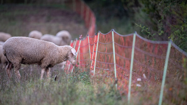 Wieder ein Schaf in Steinau getötet: Wolfsdrama schürt Angst, Wut und Proteste
