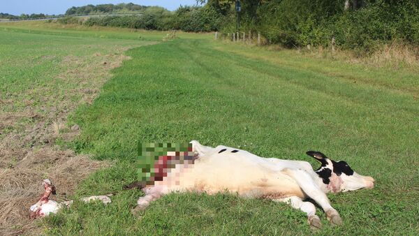 Rinderriss mitten in der Stadt Cuxhaven nah am Wohngebiet: Es war wohl der Wolf