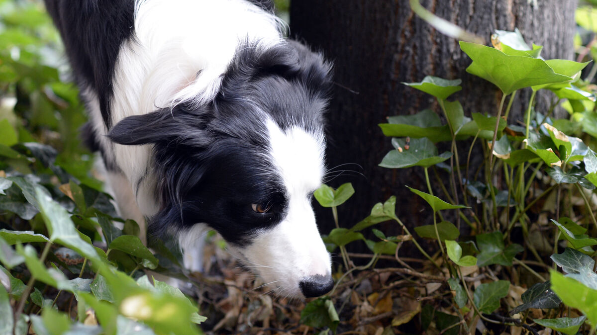 Nach dem Angriff im Kreis Cuxhaven weist die Polizei auf die Sicherungspflichten von Hundehaltern hin. Symbolfoto: Maurizio Gambarini/dpa